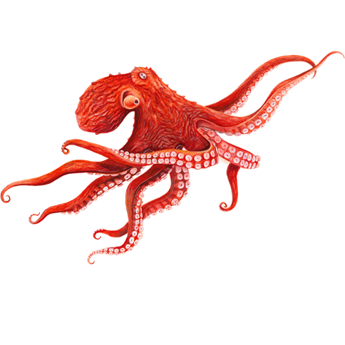 octopus
